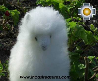 100% Baby Alpaca, Baby White alpaca "PASTORURI"